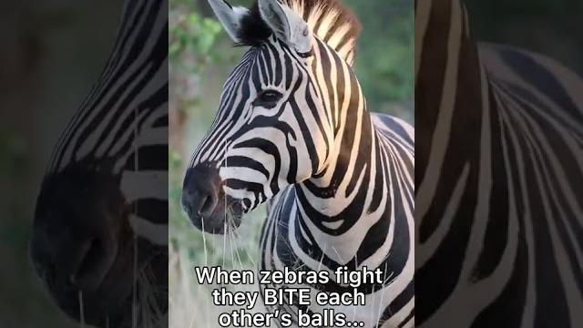 Weird african animal sex facts Weird african animal sex facts