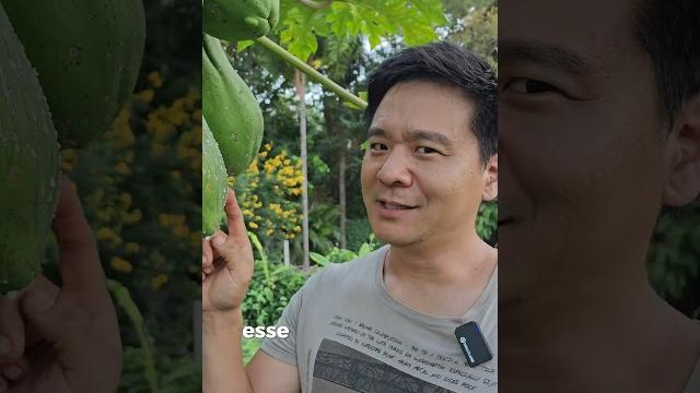 Tenderize your meat with papaya? #plants #papain #papaya #papaya #meattenderizer #garden #gardening Tenderize your meat with papaya? #plants #papain #papaya #papaya #meattenderizer #garden #gardening