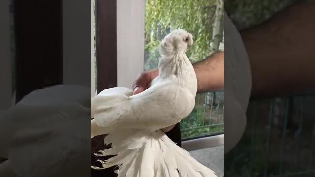 Гульбадам 2 года Гульбадам 2 года