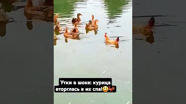 Утка-самозванка #юмор#курица#куры #село#смех#funny #смешныевидео #смешно#прикол #приколы#утки#duck Утка-самозванка #юмор#курица#куры #село#смех#funny #смешныевидео #смешно#прикол #приколы#утки#duck