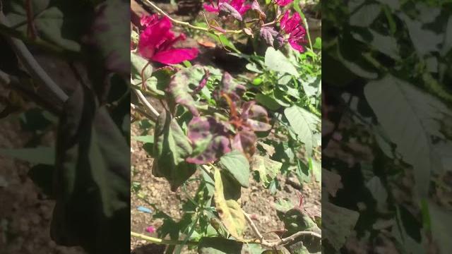 Rare bougainvillea (black maria) Rare bougainvillea (black maria)