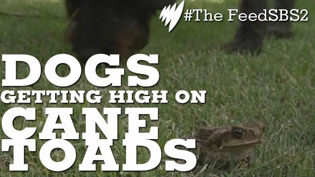 Dogs licking cane toads Dogs licking cane toads