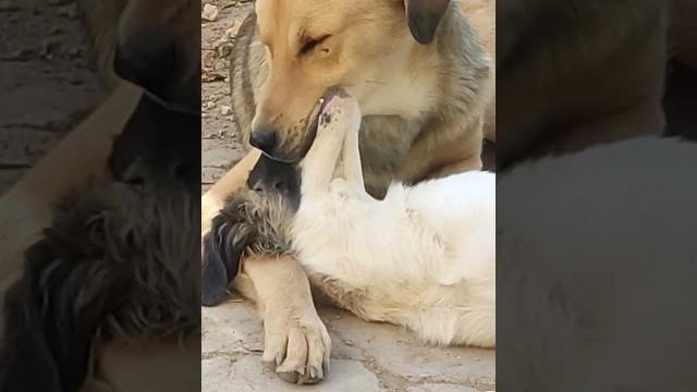 My dogs french-kissing! #viralvideo #kissing #frenchkiss My dogs french-kissing! #viralvideo #kissing #frenchkiss