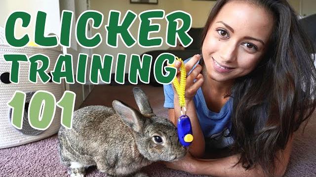 Clicker training for rabbits - learn from a professional trainer | all your rabbit problems solved! Clicker training for rabbits - learn from a professional trainer | all your rabbit problems solved!