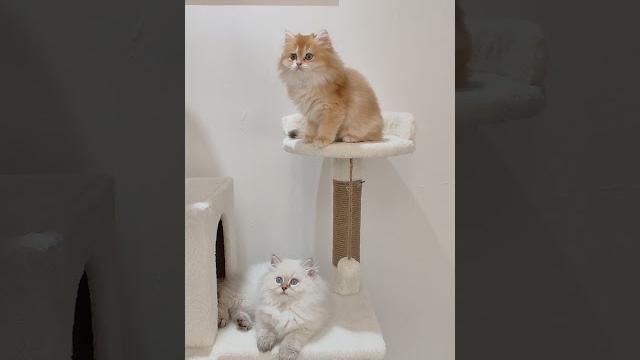 Zeus️şila Zeus️şila