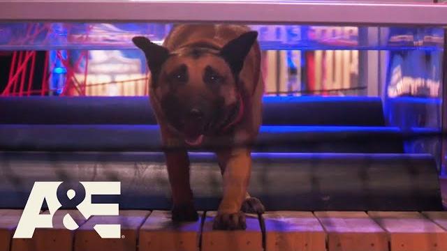 Last two k9’s compete for winning title in final round | america's top dog (season 1) | a&e Last two k9’s compete for winning title in final round | america's top dog (season 1) | a&e