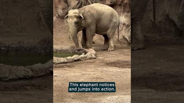Drowning gazelle rescued by hero elephant Drowning gazelle rescued by hero elephant