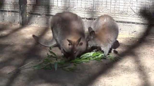 Zoo boise.mp4 Zoo boise.mp4