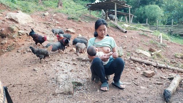 Breastfeeding | daily life on a pig and chicken farm in vietnam Breastfeeding | daily life on a pig and chicken farm in vietnam