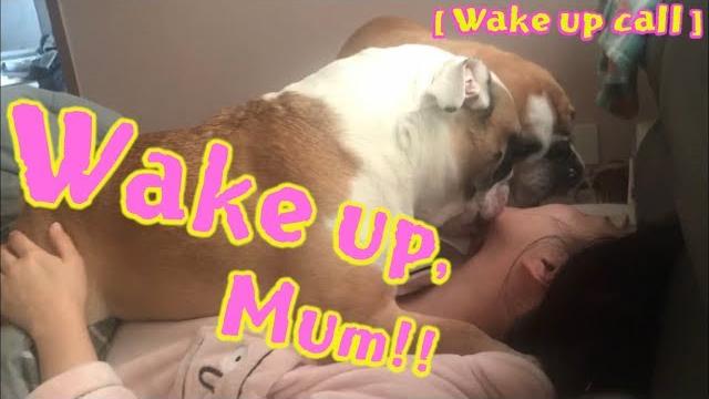 Bulldogs morning wake up call, ブルドッグ Bulldogs morning wake up call, ブルドッグ