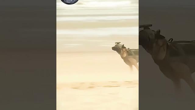Amazing dog #military #pilot #k9 #training #shaolinkungfu Amazing dog #military #pilot #k9 #training #shaolinkungfu