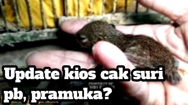Update on cak suri pb kiosk, scouts? Update on cak suri pb kiosk, scouts?