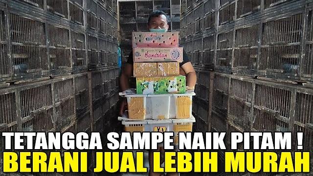Kios sebelah naik pitam !!! ratusan ekor burung ombyokan dijual murah walau untung tipis Kios sebelah naik pitam !!! ratusan ekor burung ombyokan dijual murah walau untung tipis