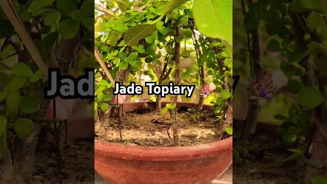 Jade topiary #shortsviral #succulentplant🪸 Jade topiary #shortsviral #succulentplant🪸