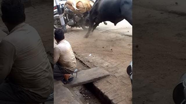 Do sand ki ladai Do sand ki ladai