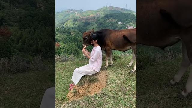 遇见了一头梦中情牛… 快手 #记录大山里的农村生活 #记录真实生活 遇见了一头梦中情牛… 快手 #记录大山里的农村生活 #记录真实生活
