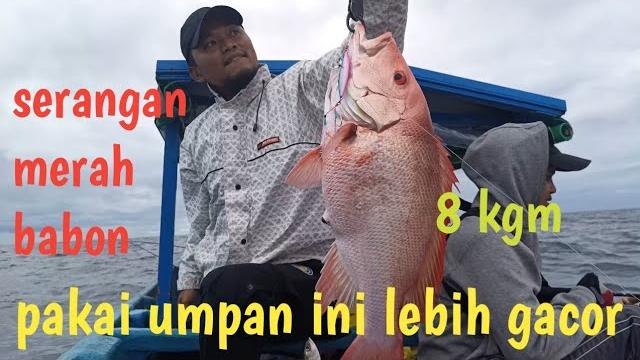 Merah babon menyerang metal jig Merah babon menyerang metal jig