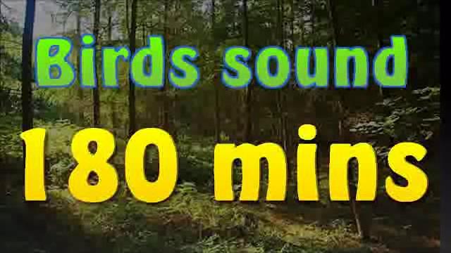 Sound of nature - birds song (no music) 180 mins Sound of nature - birds song (no music) 180 mins
