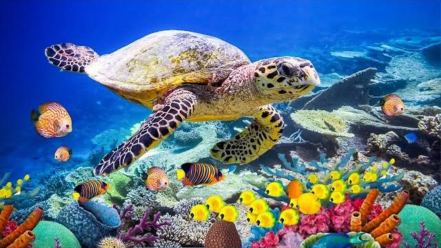 Relaxing music healing stress, anxiety and depressive states, heal mind, body and soul calming music Relaxing music healing stress, anxiety and depressive states, heal mind, body and soul calming music