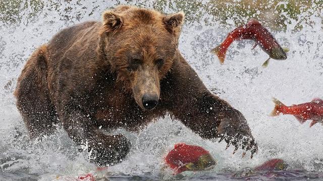 Grizzly bears: the drama of the alaskan salmon run | alaska | wild travel | robert e fuller Grizzly bears: the drama of the alaskan salmon run | alaska | wild travel | robert e fuller