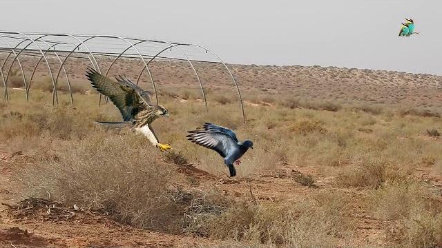 Amazing video of a hawk chasing a homing pigeon Amazing video of a hawk chasing a homing pigeon