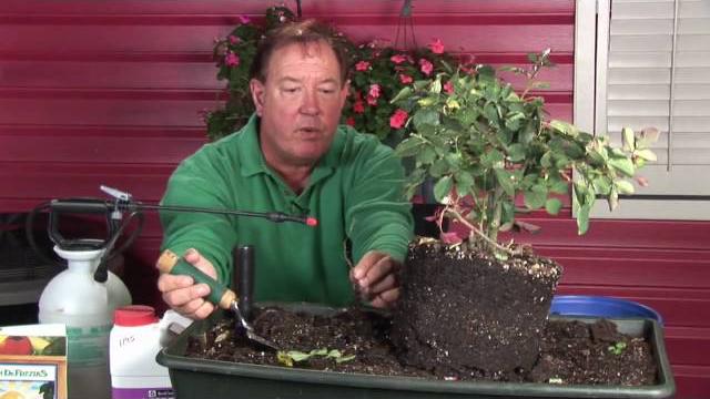 Growing roses : how to plant hybrid tea roses Growing roses : how to plant hybrid tea roses