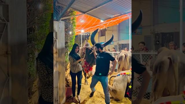 Sania munif playing with chand bail | #qurbani2025 #chandbail #short #eiduladha2025 #bakraeidspecial Sania munif playing with chand bail | #qurbani2025 #chandbail #short #eiduladha2025 #bakraeidspecial