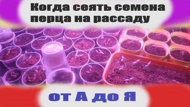 Когда сеять перец на рассаду в 2021 году Когда сеять перец на рассаду в 2021 году