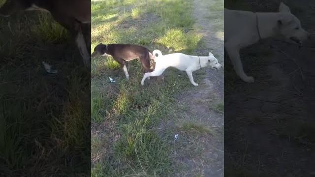 Anjing lagi kawin !! Anjing lagi kawin !!