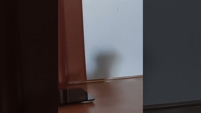 Ёжик в тумане #забавныеживотные Ёжик в тумане #забавныеживотные