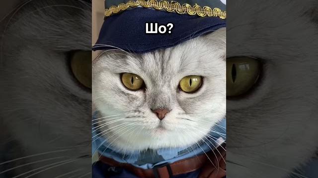 Смешные коты - майя #shorts Смешные коты - майя #shorts
