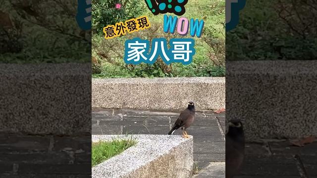 《潼潼日常》在公園與 家八哥 相遇 《潼潼日常》在公園與 家八哥 相遇