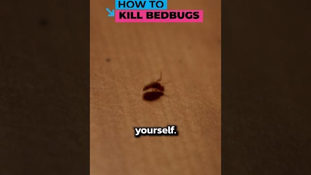 How to kill bedbugs at home How to kill bedbugs at home