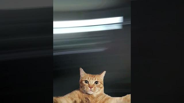 I'm tired #cat #sha I'm tired #cat #sha