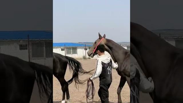 Horse mating cute - most breeding horse Horse mating cute - most breeding horse