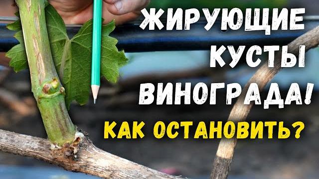 Как остановить жирование кустов винограда ? Как остановить жирование кустов винограда ?