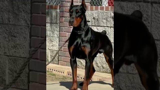 Venom the doberman Venom the doberman