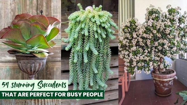 59 stunning succulents that are perfect for busy people 59 stunning succulents that are perfect for busy people