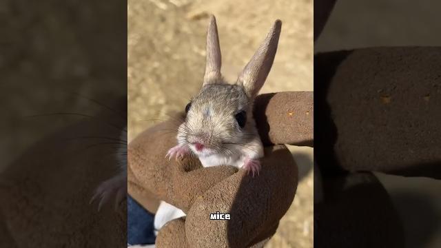 Rabbit + mouse?#animal #cute #shorts Rabbit + mouse?#animal #cute #shorts