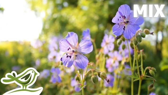 Beautiful relaxing music, vol. 1 ~ light piano, guitar & flute music with birds singing Beautiful relaxing music, vol. 1 ~ light piano, guitar & flute music with birds singing