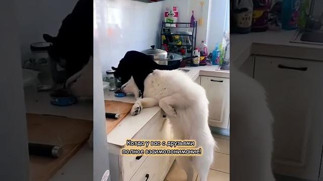 Наташа, давай возьмём его себе #смешно #юмор #кошки #cat #animals #кот #смешныекошки Наташа, давай возьмём его себе #смешно #юмор #кошки #cat #animals #кот #смешныекошки