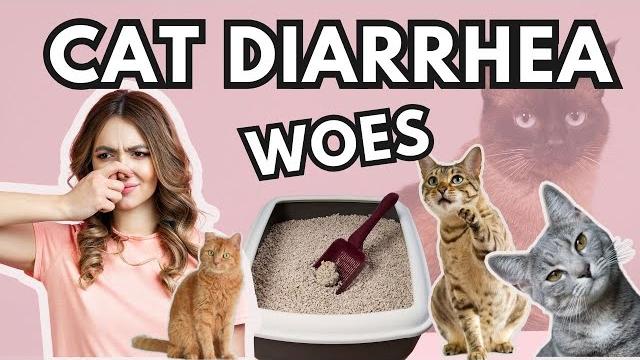 Cat diarrhea: causes and solutions Cat diarrhea: causes and solutions