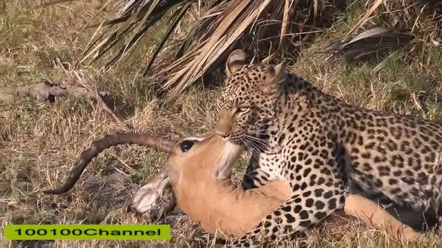 Baboons save impala from leopard and hyena Baboons save impala from leopard and hyena