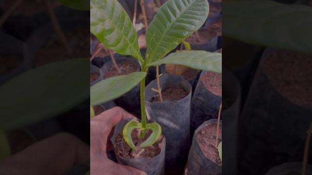 Cashew tree growth from seeds #planttimelapse Cashew tree growth from seeds #planttimelapse