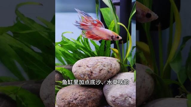 泰国斗鱼怎么养?记住这几点就够了,无过滤无打氧 #水族 #科普 #aquarium #养鱼 泰国斗鱼怎么养?记住这几点就够了,无过滤无打氧 #水族 #科普 #aquarium #养鱼