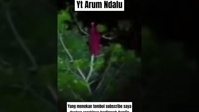 Suara kuntilanak di atas pohon Suara kuntilanak di atas pohon
