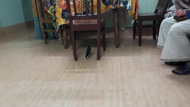Salik paki Salik paki