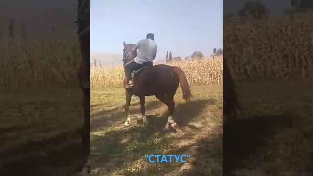 "статус" откон жылкы видеосу... "статус" откон жылкы видеосу...