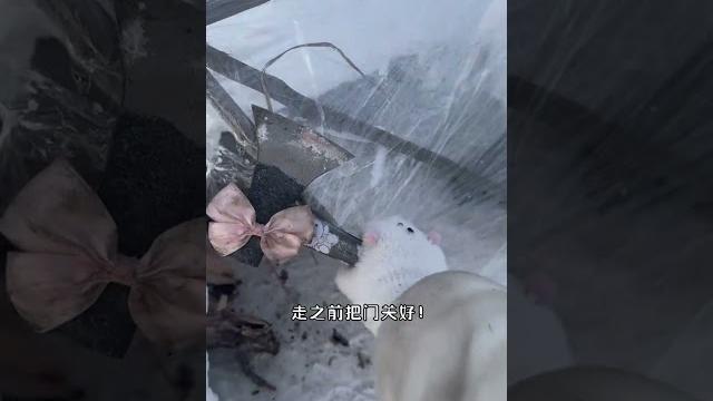 [野生小希】雪乡生存 #camping #campping #outdoors #snowcamp #旅行 #animals #旅行 #fruit #camp #food #snow [野生小希】雪乡生存 #camping #campping #outdoors #snowcamp #旅行 #animals #旅行 #fruit #camp #food #snow