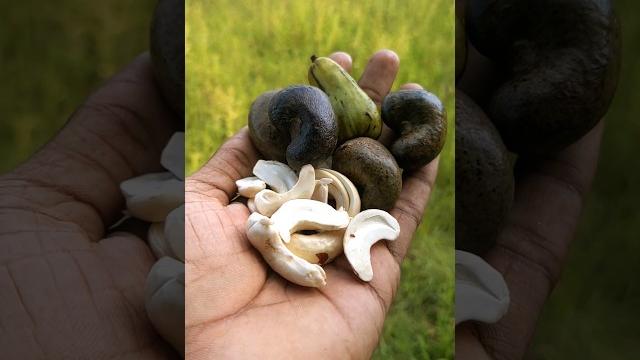 Who loves this fruit? | cashew nut #cashew #pickle #shorts Who loves this fruit? | cashew nut #cashew #pickle #shorts
